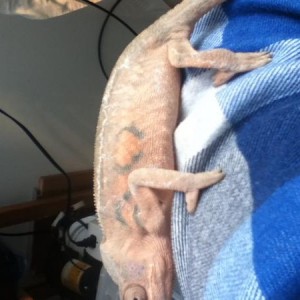 Sick Faly :(