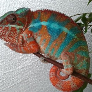 Ambilobes
