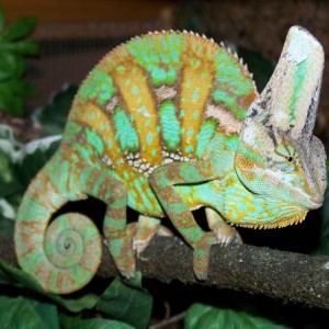 "Veiled Chameleon"