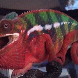 imperial beach dragons