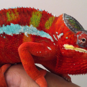 "Chance" my Kammer "Son Tiger" boy.