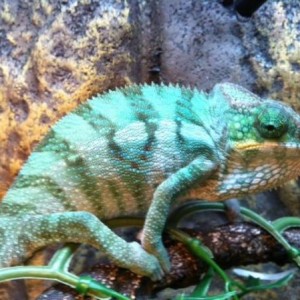 "Azriel" my "Gargamel" Ambanja..