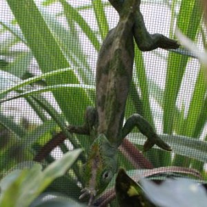 Trioceros Chameleons