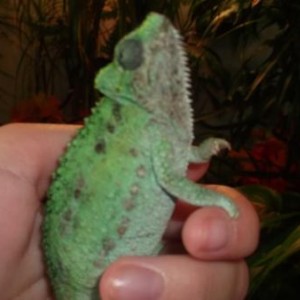 ChloexKermit
