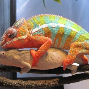 Chameleon love.