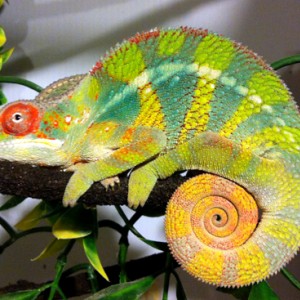 2012 Nosy Faly Collection