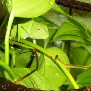 Pip's first shed (With me)