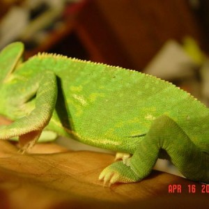 Isis, April 2012