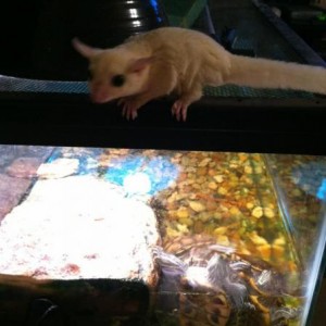 Sugar Gliders