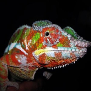 My Photo's