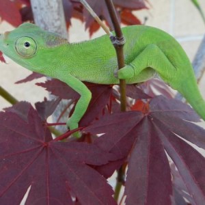 Malachite's baby-Jumanji