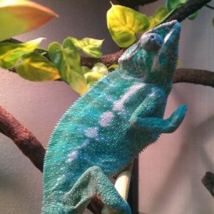 Pascal