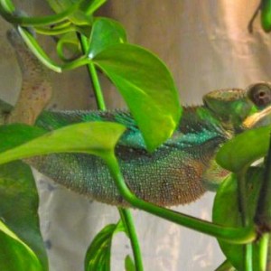 Nirodha - Kammer Sambava Male