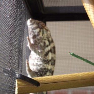 Dharma - Nosy Faly Female