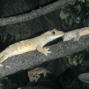 Crested Geckos