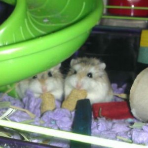 Fuzzies
