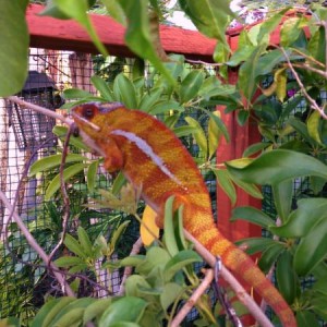 Lenny my Rescue Cham RIP 2/28/14