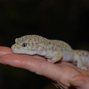 Gizmo My Leopard Gecko