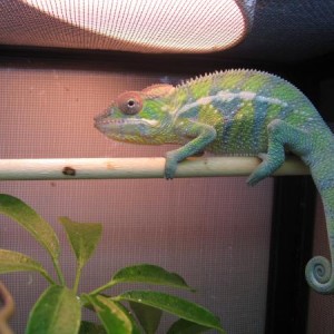 4mo. panther