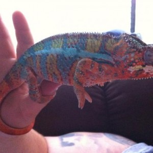Reptar and his colors
