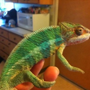 Reptar and his colors