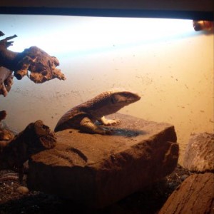 A couple of Wardrarium pics