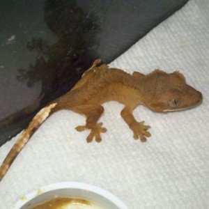 Crested Geckos!