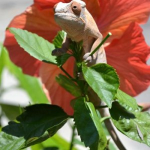 Lilu (RIP)