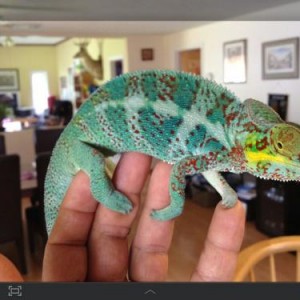 Baby Falys we have produced 2012