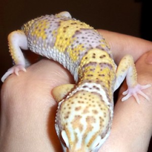 Geckos