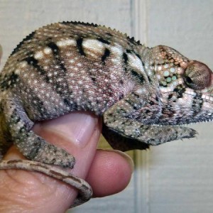 Nosy faly girls - hatched 04/26/2012