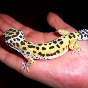 Gecko babies