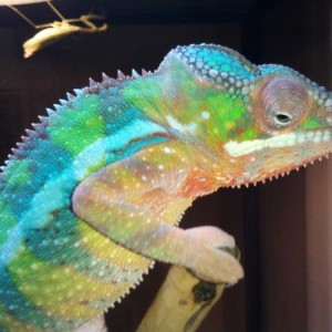 Marley