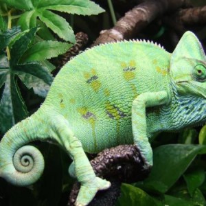 Camille 8-9 months fresh shedd