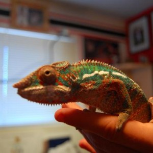 Otto