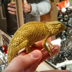 Pop-tart, my flapneck cham