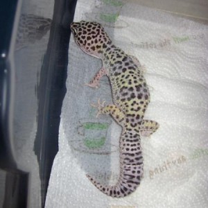 leopard geckos!