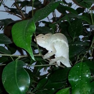 My Chameleons