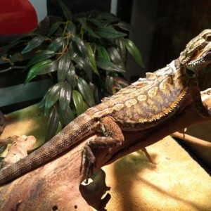 Token the Leatherback Bearded Dragon