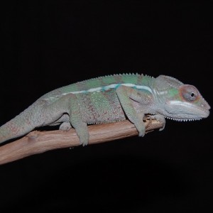 F1 Mitsio's at 12 weeks