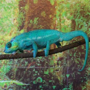 Hendershot My Sweet Little Blue Boy