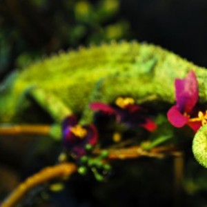 My Reptiles