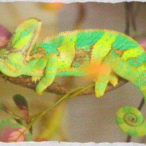 SLEEPING