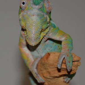 Ambilobe