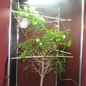 Big girl Cage project
