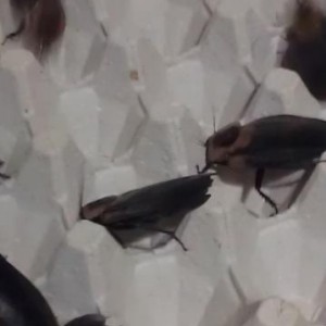 death head roaches