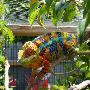 Boomer the Ambanja