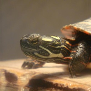 Midland Painted Turtle