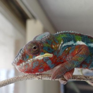 My growing boy