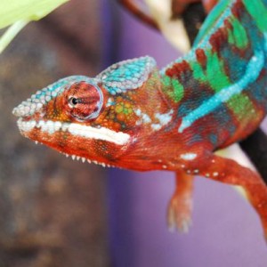 Razu